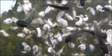 色蝌蚪在线视频,揭秘色彩斑斓的视觉盛宴