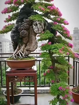 最新盆景在线视频,最新在线视频深度解析