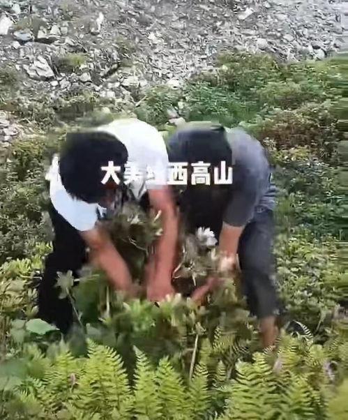 野外中出在线视频,揭秘自然奇观与生存智慧