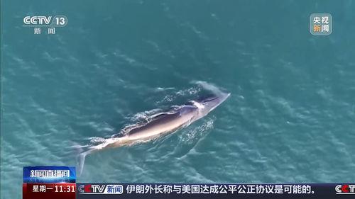 鲸鱼在线视频网,鲸鱼在线视频网带你领略鲸鱼世界的精彩瞬间