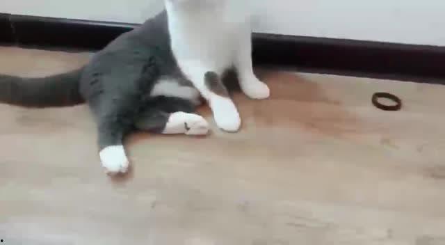 猫咪迅雷在线视频,萌宠瞬间，治愈你的心灵